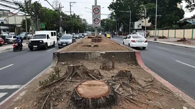 Pamumutol ng SMC ng mga punongkahoy sa Quirino avenue, kinondena - VeritasPH