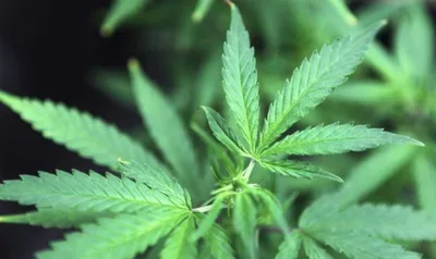 Do Christians need weed? A response to the Christian cannabis movement