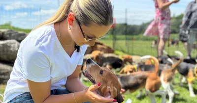 Feds to Shutter Research Facility, Cue Mass Beagle Adoptions