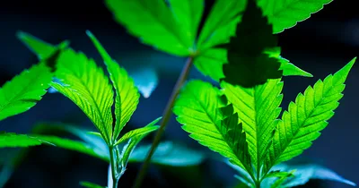 Justice Department Proposes Reclassification of Marijuana
