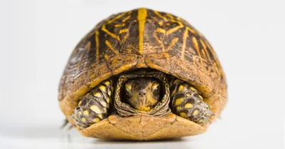 Be Still and Come Out of Your Shell