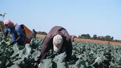 A Way Out? New Bill Could Help Farmers Hire More Workers and Reduce Food Prices