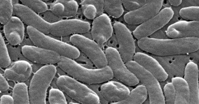 Flesh-Eating Bacteria Kill Seven in Florida, Louisiana