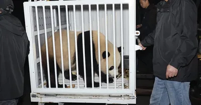 Giant pandas en route to the National Zoo in Washington, D.C.