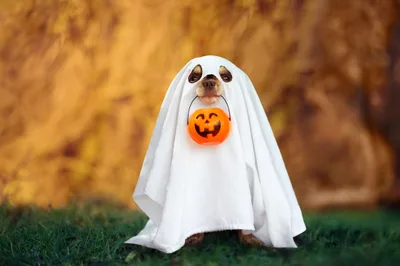 10 Last Minute Costume Ideas for Your Socially Distanced Harvest Party Spooktacular - RELEVANT