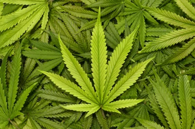 NYT backtracks marijuana advocacy amid cultural rethinking of legalization | Baptist Press