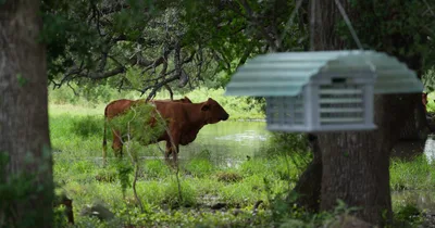 More screwworm cases ID’d in Texas livestock, New Mexico dog