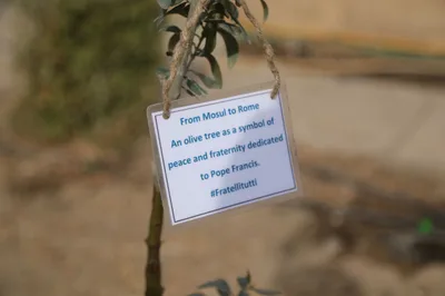 Green Mosul project to plant 5000 trees in war-torn Iraqi city