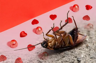 A Zoo Will Name a Cockroach after Your Ex and Feed It to an Animal - RELEVANT