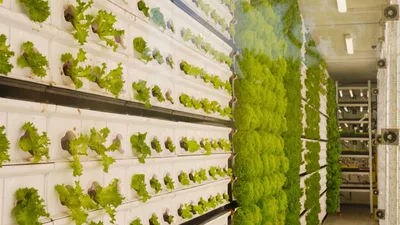 As Food Supply Concerns Grow, Israel Explores Desert Agriculture, Aquaculture