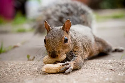 Peanut’s Owner to Sue NY Officials over Killing of Beloved Squirrel