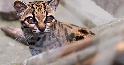 New wild cat identified for first time in over a century