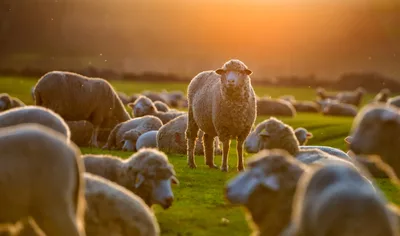 BIBLE STUDY: Hearing and following Jesus | Baptist Press