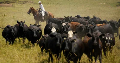 Trump Administration Considers Argentine Beef Imports as Domestic Prices Rise
