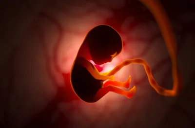 Strong support among young people for ban on abortions after heartbeat detected