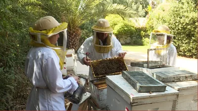Israel: The Land of Milk and (Bee) Honey