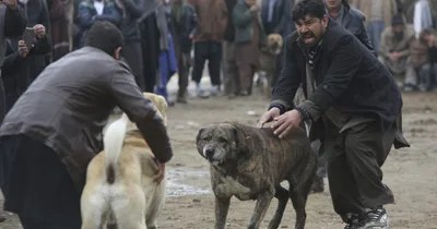 Former NFL Player Guilty of Dogfighting Crimes