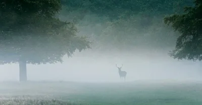 The Still Small Voice in the Deer Stand