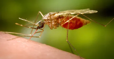 U.S. Sees First Malaria Cases in 20 Years