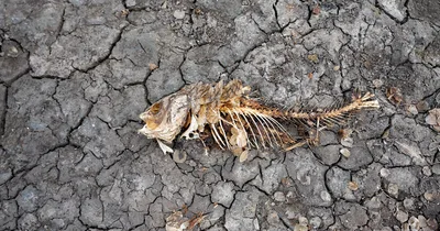 Britain declares drought as rivers dry up