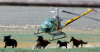 Controversial Nevada Horse Roundup Allowed to Continue