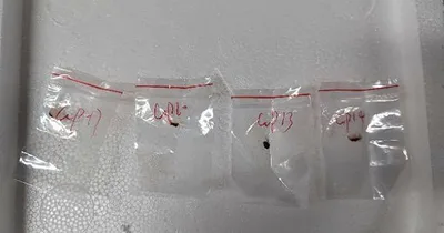Chinese Couple Accused of Smuggling Dangerous Fungus to U.S.