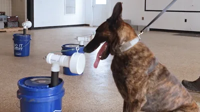 'Astounding Accuracy': Dogs Trained to Detect COVID-19 Virus