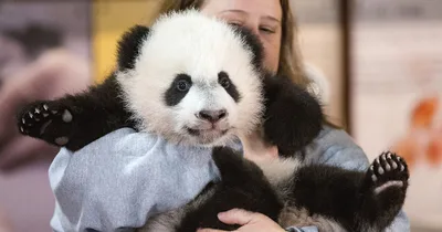 China could lend more pandas to United States