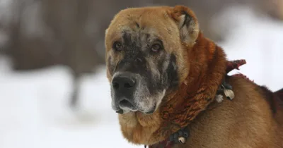 Members of Indiana Dogfighting Ring Sentenced to Prison