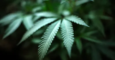 Marijuana Legalization Linked to Increased Cannabis Poisoning of Seniors