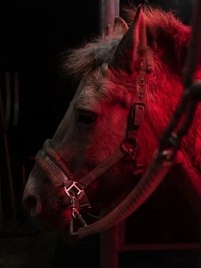 Revelation 6: The rider on the blood-red horse takes away peace