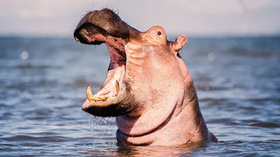 Do Hippos Now Have More Rights Than Unborn Humans? Here's the Shocking Ruling from US Federal Court
