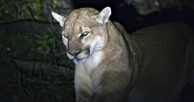 Colorado Mountain Lion Suspected in Hiker’s Death