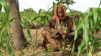 The Forest Underground: How an Australian Missionary Regrew the African Sahel