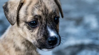 Hebron's Mayor Infuriates Animal Lovers with Bounty for Killing Stray Dogs