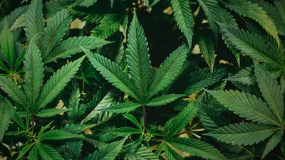 British Mental Health Experts Warn Cannabis Is Not a Harmless Drug - It's Linked to Psychosis and Addiction