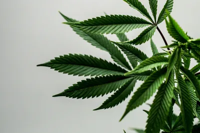 Christian Attitudes on Marijuana Are Shifting. Will They Advocate for People Locked Up for Possession? - RELEVANT