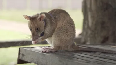 Magawa the Landmine Detecting Rat Has Won a PDSA Gold Medal for Saving Countless Lives