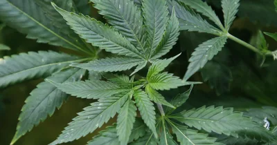 Feds Charge 51 with Trafficking Black-Market Marijuana