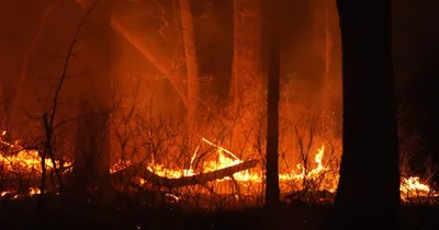 New Jersey man charged with arson for allegedly starting large wildfire