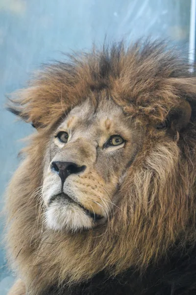 Why a Lion?