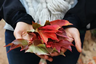 Noticing the Changing Seasons