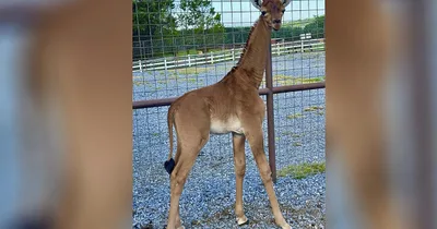 Giraffe without spots born at Tennessee zoo