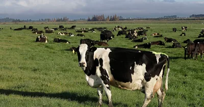 New Zealand farmers protest cow burp tax