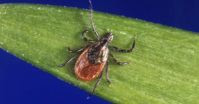 CDC report shows unusual spike in tick bites