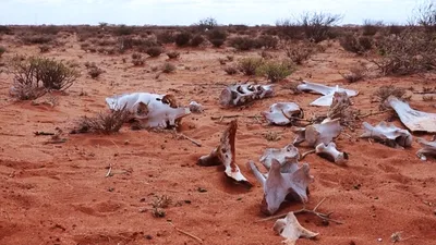 'Shocked to My Core': Unprecedented Famine Causes Widespread Suffering in the Horn of Africa