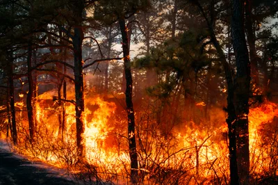 Wildfires Prompt Evacuation in the Carolinas, New Jersey | Baptist Press