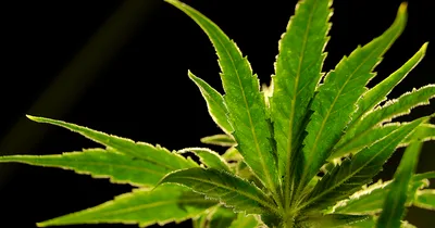 Federal Study Urges Marijuana Policy Changes