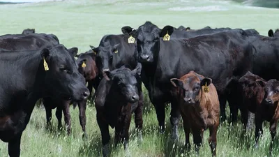 Cattle Ranchers Say Meat Packer Monopoly is Threatening Their Way of Life