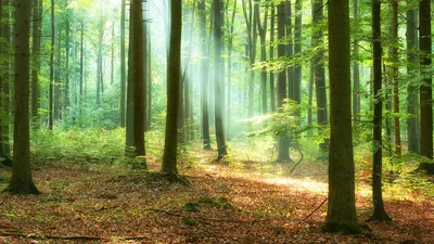 'Thank Jesus': Elderly Woman Went Missing for a Week, Finally Found Singing Amazing Grace in Woods
